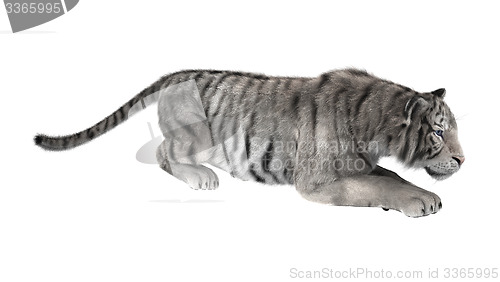 Image of White Tiger