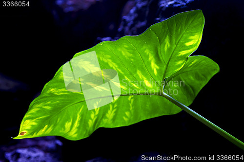 Image of background  macro  black   leaf and his veins in the light 