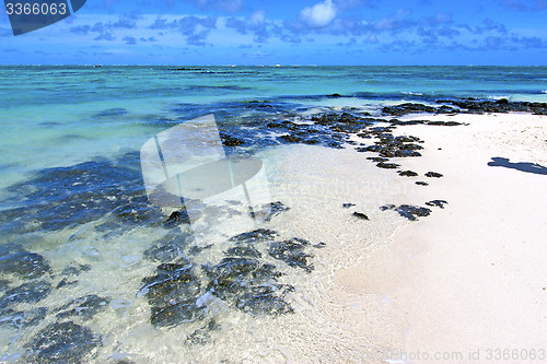 Image of beach ile du cerfs seaweed   indian ocean  and rock