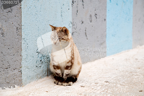 Image of alone cat in africa morocco and  background