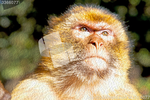 Image of bush monkey in africa morocco and natural background fauna close