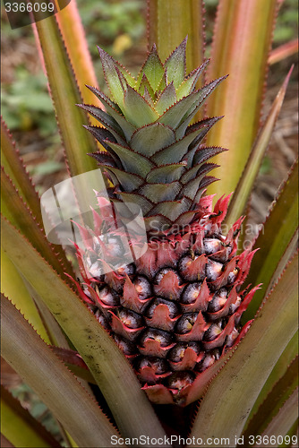 Image of brown pineapple in the bush