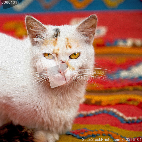 Image of feline in morocco africa and sweet face