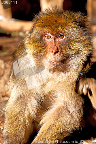 Image of old monkey in africa   and natural   fauna close up