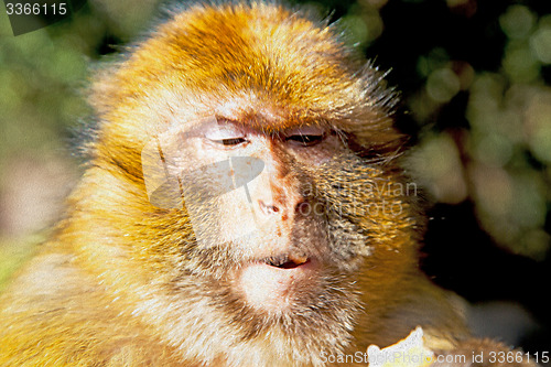 Image of bush  africa morocco  fauna close up