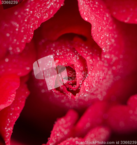 Image of Red rose flower
