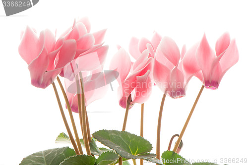 Image of Beautiful pink Cyclamen flower