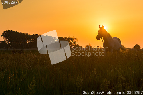 Image of Horse grazing on pasture