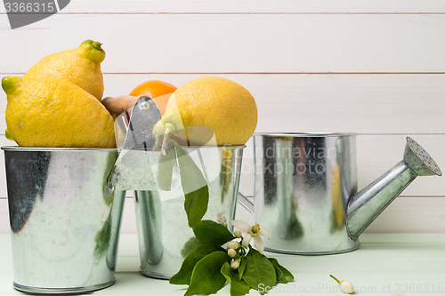 Image of Limes on wooden table