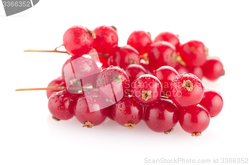 Image of Red Currants