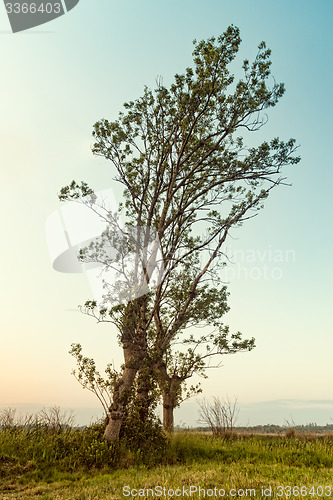 Image of Autumn tree at sunset