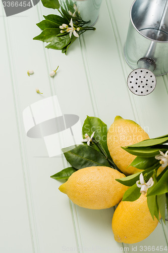 Image of Limes and vintage metal retro watering cans