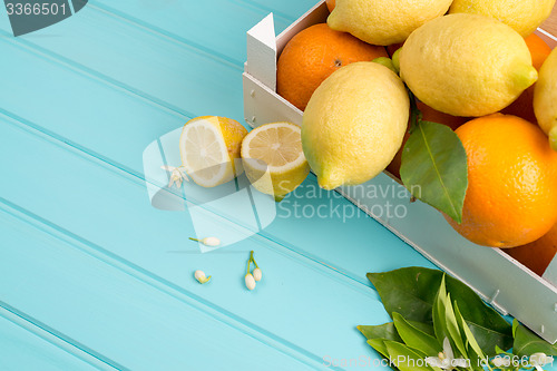 Image of Citrus fresh fruits