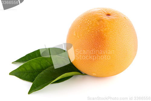 Image of Ripe red grapefruit