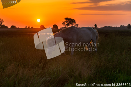 Image of Horse grazing on pasture