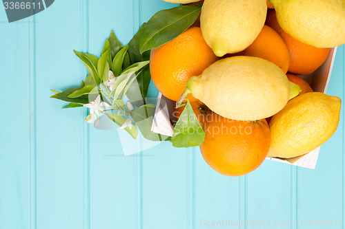 Image of Citrus fresh fruits