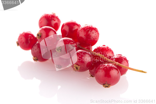 Image of Red Currant