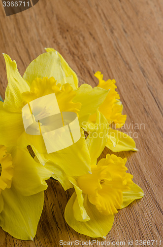 Image of Jonquil flowers