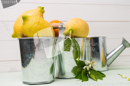 Image of Limes and vintage metal retro watering cans