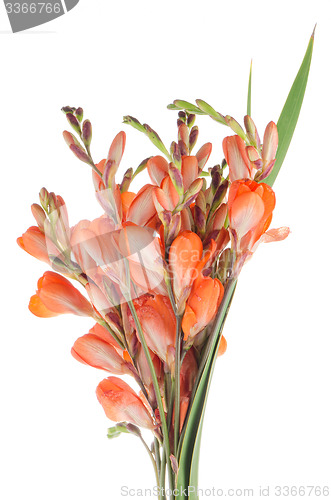 Image of Orange lilies