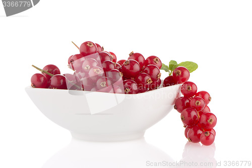 Image of Red Currants