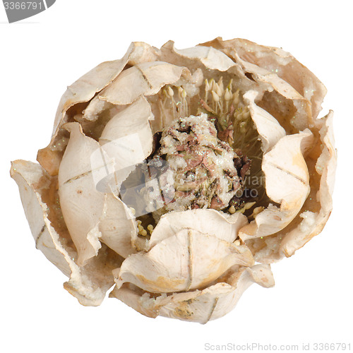 Image of Christmas decoration