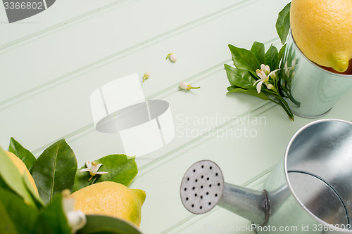 Image of Limes and vintage metal retro watering cans
