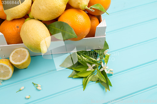 Image of Citrus fresh fruits