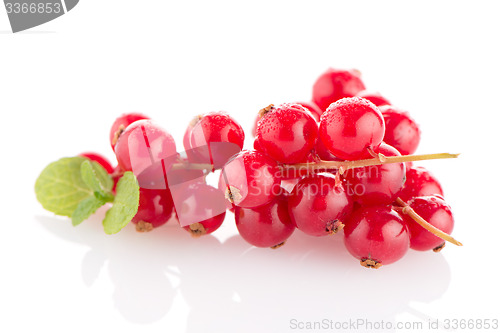 Image of Red Currants