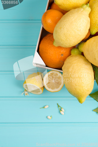 Image of Citrus fresh fruits