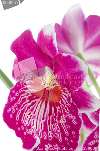 Image of Pansy Orchid - Miltonia Lawless Falls 