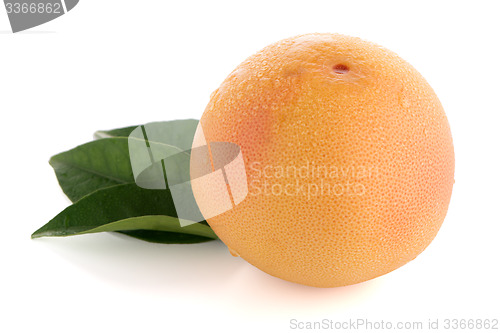 Image of Ripe red grapefruit