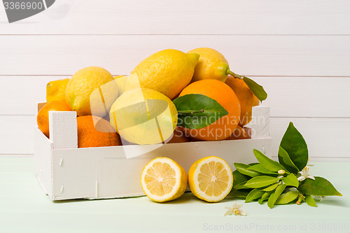 Image of Citrus fresh fruits