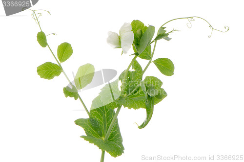 Image of Branches and flower of green pea