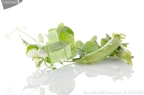 Image of Fresh green pea pod