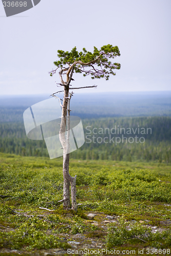 Image of Lonely tree