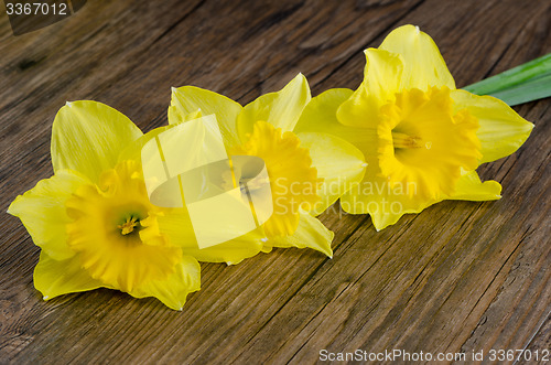 Image of Jonquil flowers