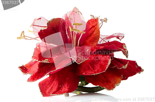 Image of Red Christmas decoration
