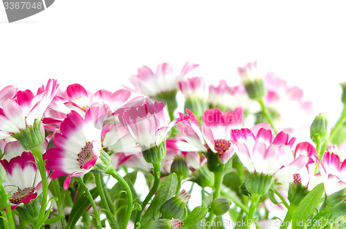 Image of Beautiful pink flowers and green grass