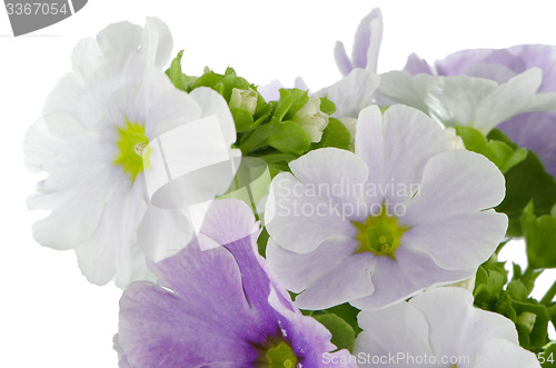 Image of Beautiful violet flower