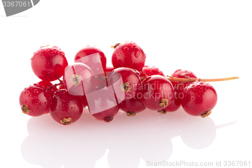 Image of Red Currants