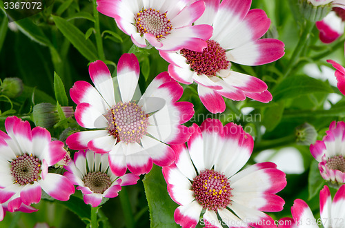 Image of Beautiful pink flowers and green grass