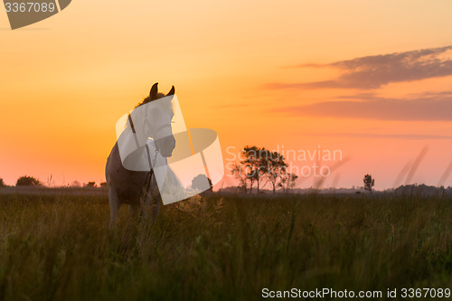 Image of Horse grazing on pasture