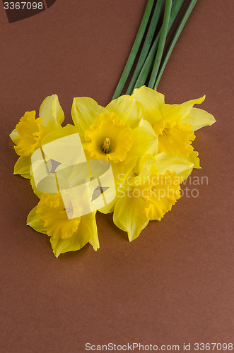 Image of Jonquil flowers