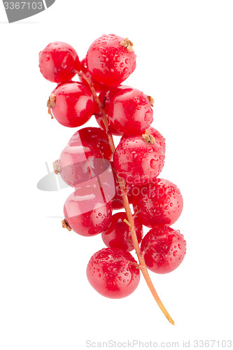 Image of Red Currant