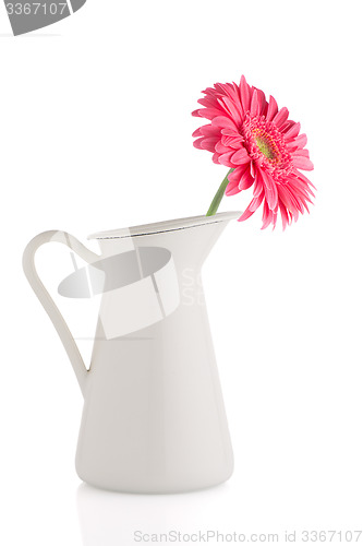 Image of Pink gerbera daisy flower