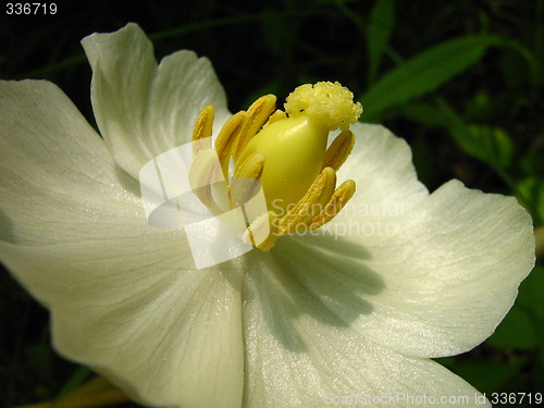 Image of Mayapple (Latin Name: Podophyllum peltatum)