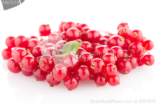 Image of Red Currant