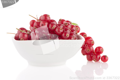 Image of Red Currants