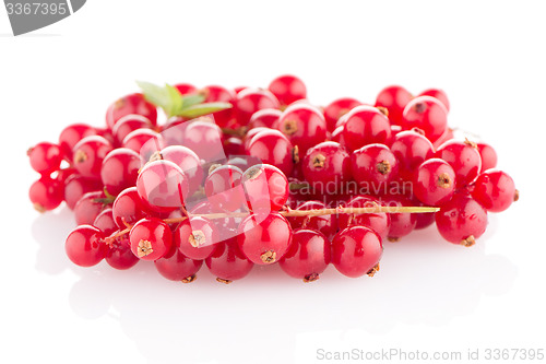 Image of Red Currants